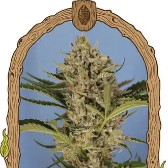 Auto Herz OG cannabis seeds by Exotic Seed