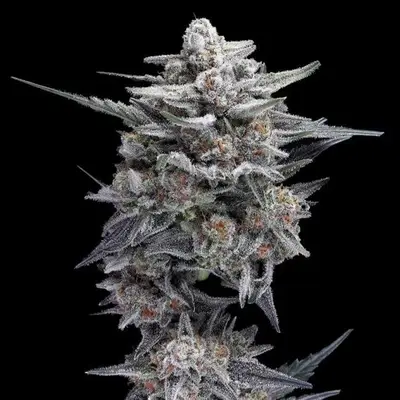 Auto HG23 (Michael Jordan) cannabis seeds