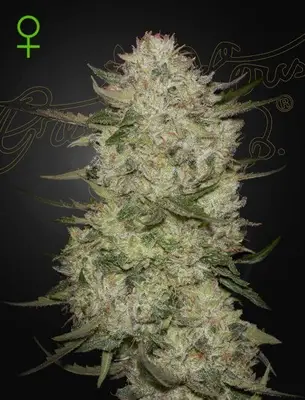 Auto Highcloudz cannabis seeds