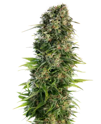 Auto Hindu Kush cannabis seeds