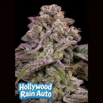Auto Hollywood Rain cannabis seeds