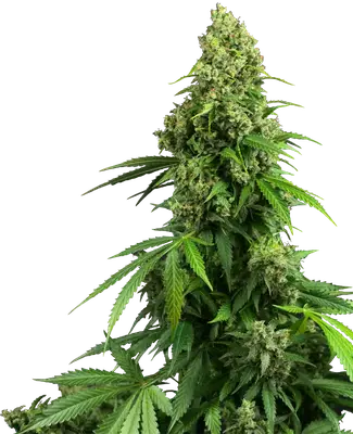 Auto Honey Melon Kush cannabis seeds