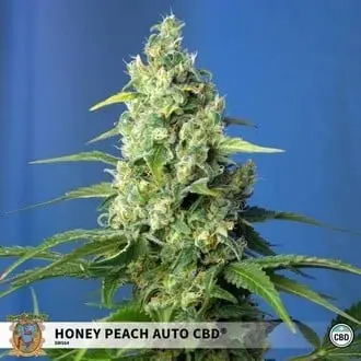 Auto Honey Peach Auto CBD cannabis seeds by Sweet Seeds