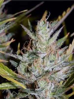 Auto Hubbabubbasmelloscope cannabis seeds