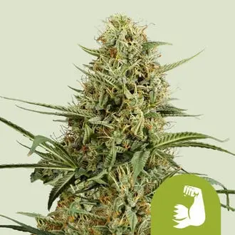 Auto HulkBerry cannabis seeds by Royal Queen Seeds