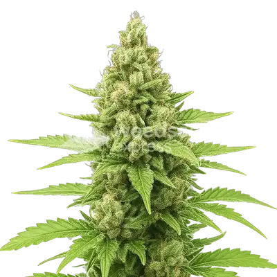 Auto Humboldt cannabis seeds