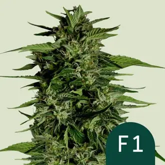 Auto Hyperion F1 cannabis seeds