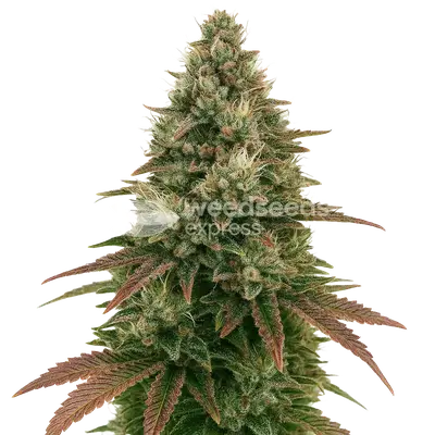 Auto Ice Cream Cake cannabis seeds