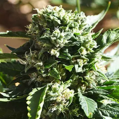 Auto Il Diavolo cannabis seeds