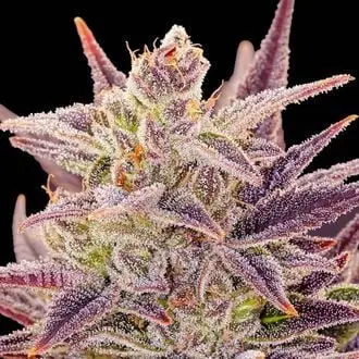 Auto Imperium X cannabis seeds by Anesia Seeds