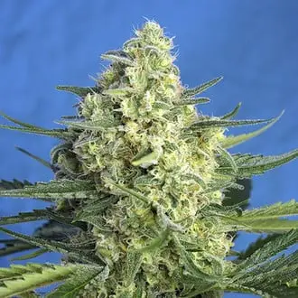 Auto Jack 47 XL cannabis seeds by Sweet Seeds
