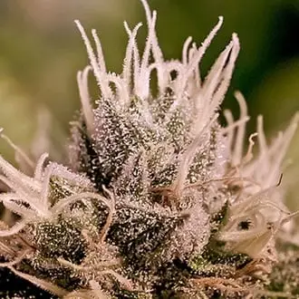 Auto Jack Diesel cannabis seeds by Positronics Seeds