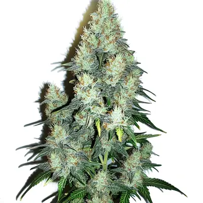 Auto Jack Herer x Cinderella 99 cannabis seeds by Blimburn Seeds