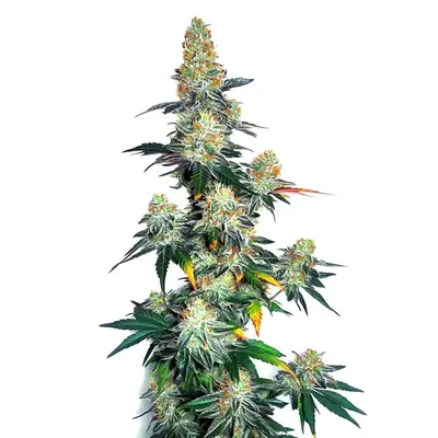 Auto Jack Herer x Gorilla Glue cannabis seeds by Blimburn Seeds