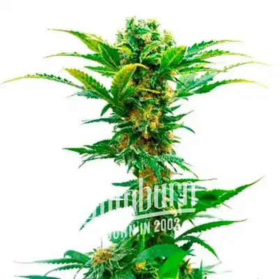Auto Jack Herer x White Widow cannabis seeds by Blimburn Seeds