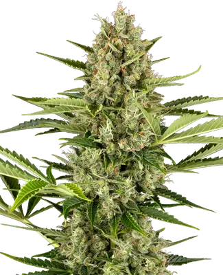Auto Jack Herer cannabis seeds