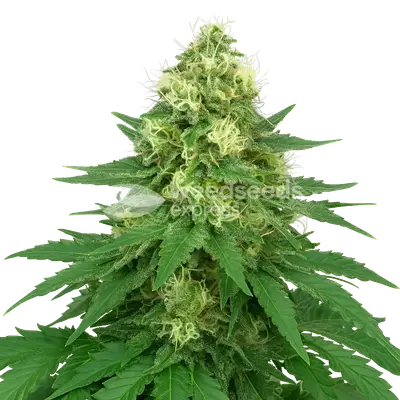 Auto Jack Widow cannabis seeds