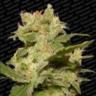 Auto Jack cannabis seeds by Paradise Seeds