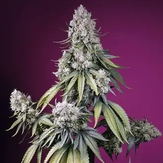Auto Jealousy Z XL cannabis seeds