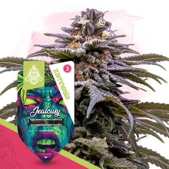 Auto Jealousy cannabis seeds by Zamnesia Seeds