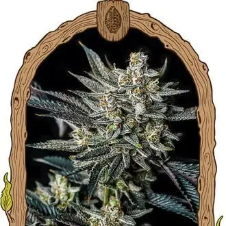 Auto Jelly Bananen cannabis seeds