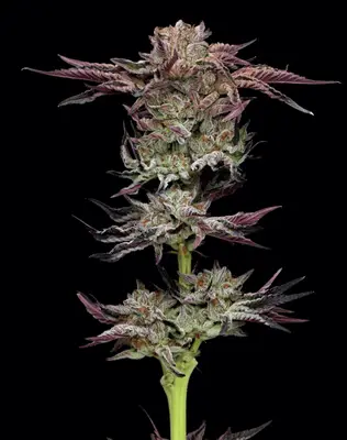Auto Jelly Donutz cannabis seeds