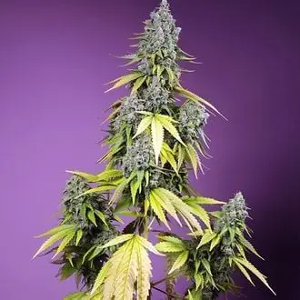 Auto Jet Fuel Mandarine XL cannabis seeds