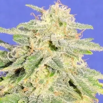 Auto JH cannabis seeds by Original Sensible Seeds