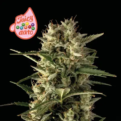 Auto Juicy Zkittlez cannabis seeds