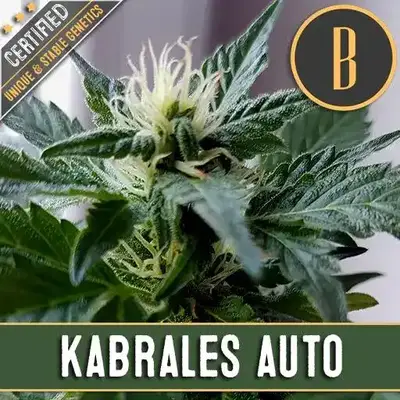 Auto Kabrales cannabis seeds by Blimburn Seeds