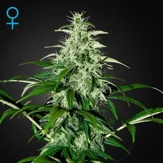 Auto Kalashnikova cannabis seeds
