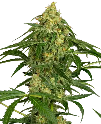 Auto Kandiz cannabis seeds