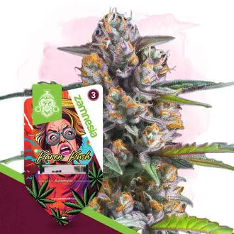 Auto Karen Kush cannabis seeds by Zamnesia Seeds