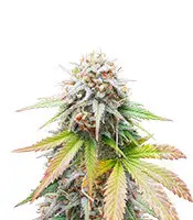 Auto Keep Frosted Guava cannabis seeds