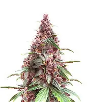 Auto Keepers OG cannabis seeds