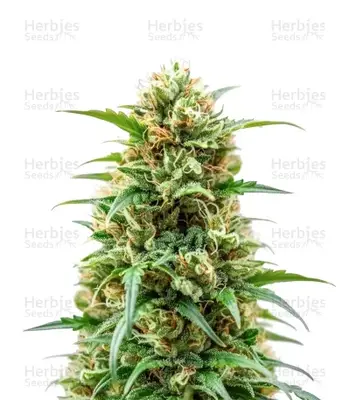 Auto Kerosene Krash cannabis seeds