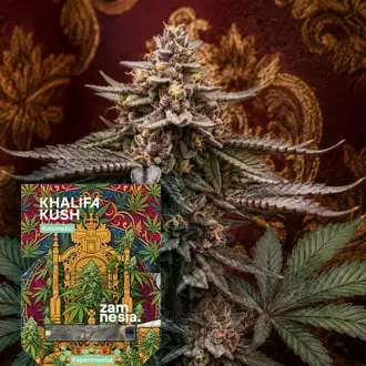 Auto Khalifa Kush cannabis seeds