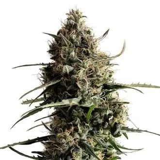 Auto Kickass cannabis seeds by Kannabia