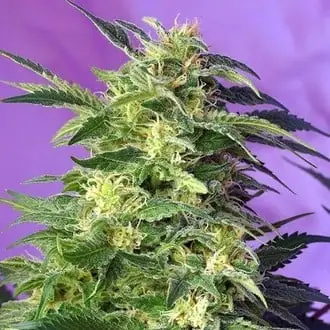 Auto Killer Kush cannabis seeds by Sweet Seeds