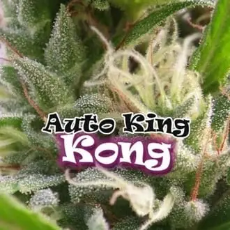 Auto King Kong cannabis seeds by Dr. Underground