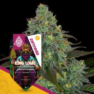 Auto King Louis cannabis seeds by Zamnesia Seeds