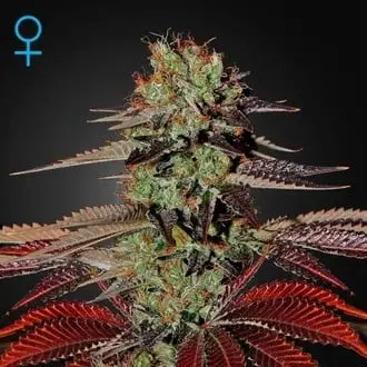 Auto King's Kush cannabis seeds
