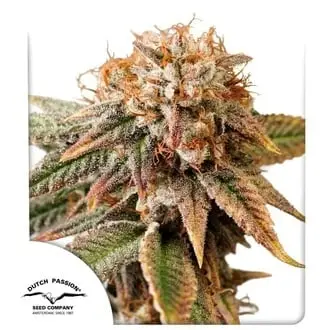 Auto Kingston Punch cannabis seeds by Dutch Passion