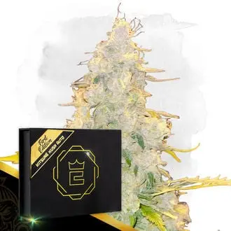 Auto Kitsune Kush cannabis seeds