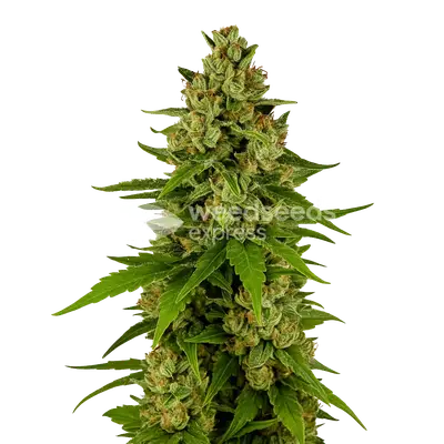 Auto Kiwi Kush cannabis seeds