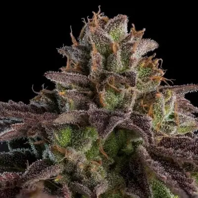 Auto Kmintz cannabis seeds