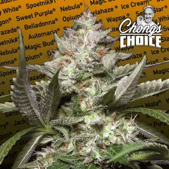 Auto Kong 4 cannabis seeds by Paradise Seeds