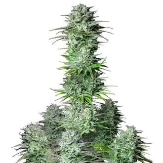 Auto Kosher Cake cannabis seeds by Fastbuds