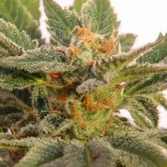 Auto Kritic cannabis seeds by Kannabia
