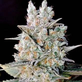 Auto Kritikal Bilbo cannabis seeds by Genehtik Seeds